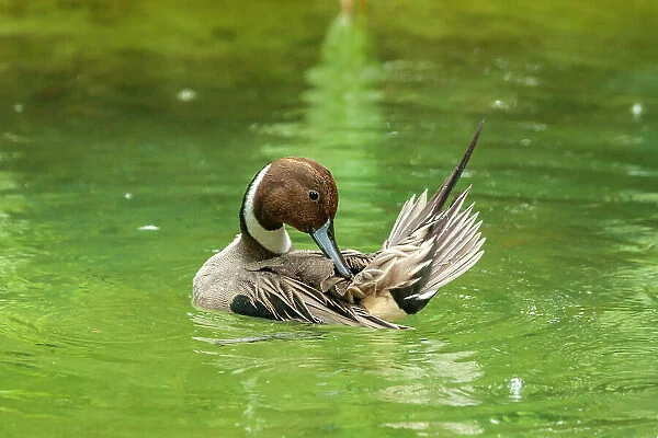 USA, Florida, Anastasia Island. Pintail drake duck preening in water