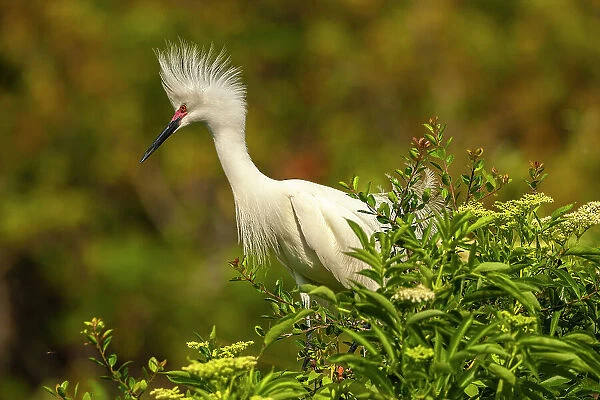 USA, Florida, Anastasia Island. snowy egret in breeding plumage