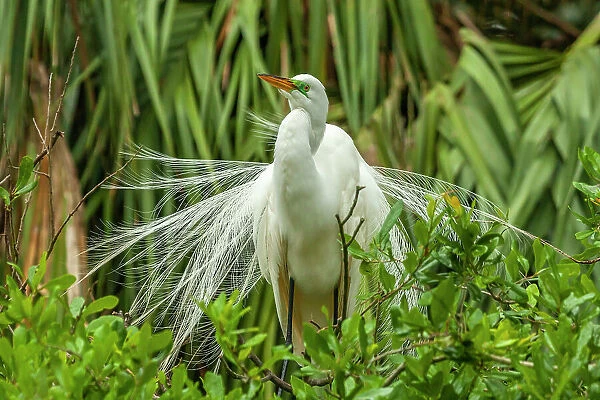 USA, Florida, Anastasia Island. Snowy egret in breeding plumage displaying