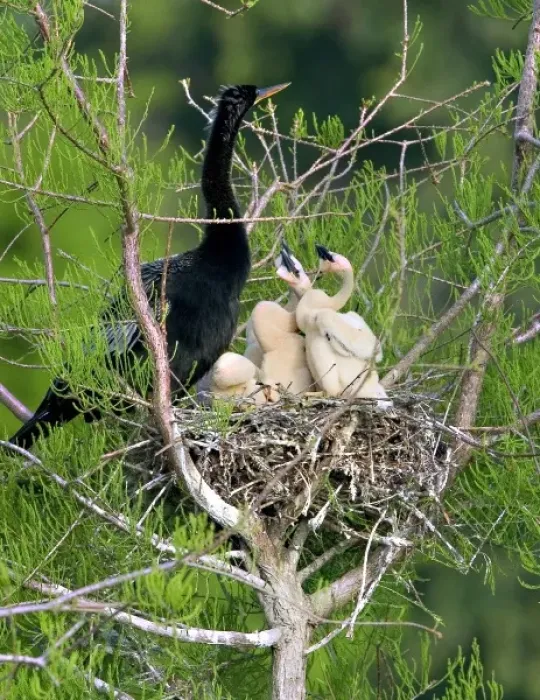 Framed Print : USA, Florida. Anhinga parent and chicks in nest Framed Print : USA, Florida. Anhinga parent and chicks in nest