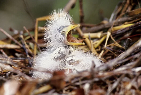 USA, Florida. Baby cattle egret in nest crying for food