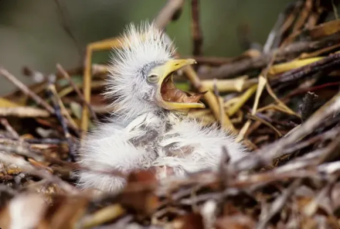 Framed Print : USA, Florida. Baby cattle egret in nest crying for food