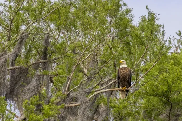 Framed Print : Usa, Florida. Bald eagle sitting in trees around Lochloosa Lake Framed Print : Usa, Florida. Bald eagle sitting in trees around Lochloosa Lake