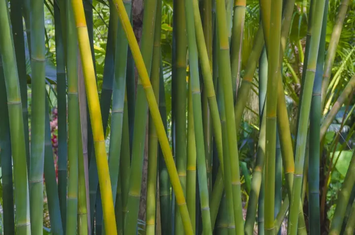Framed Print : USA, Florida. Bamboo grove Framed Print : USA, Florida. Bamboo grove