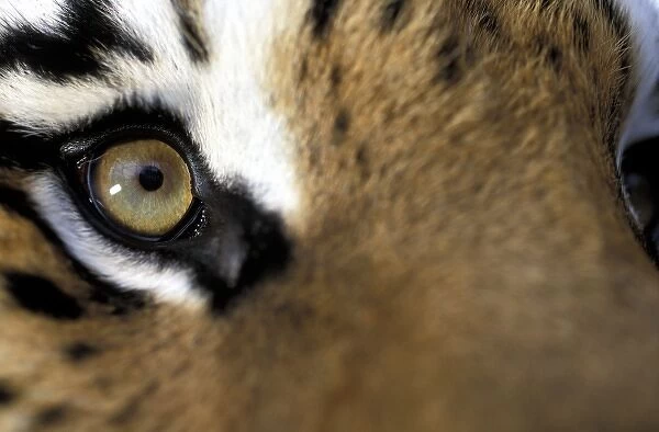 USA, Florida. Bengal Tiger (Panthera tigris), captive