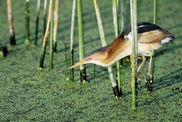 USA, Florida. Least bittern grasps reed while searching for prey in marsh water
