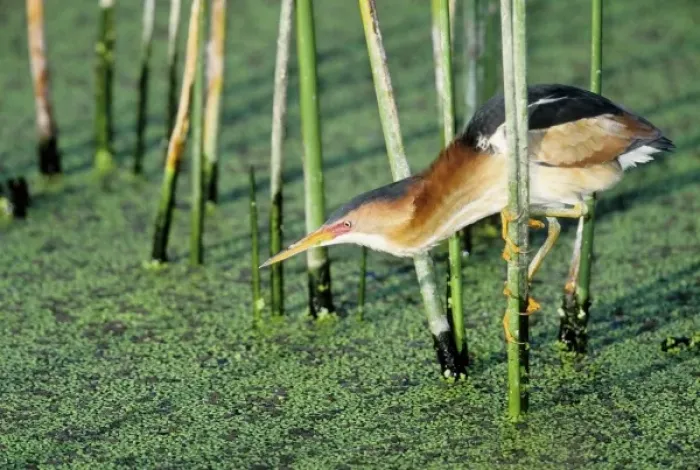 Framed Print : USA, Florida. Least bittern grasps reed while searching for prey in marsh water Framed Print : USA, Florida. Least bittern grasps reed while searching for prey in marsh water