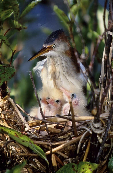 USA, Florida. Least bittern parent with chicks in nest. Credit as: Joanne Williams