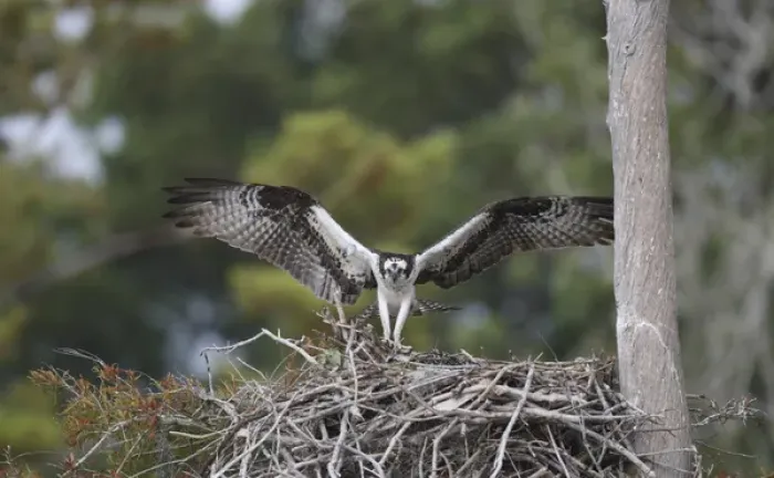 Framed Print : USA, Florida, Blue Cypress Lake. Osprey landing on nest Framed Print : USA, Florida, Blue Cypress Lake. Osprey landing on nest