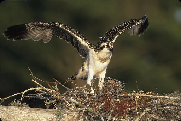 USA, Florida, Blue Cypress Lake. Osprey takes flight from nest