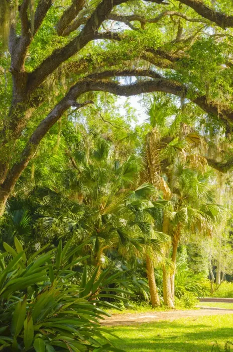 Framed Print : USA, Florida. Botanical gardens, Washington Oaks Gardens State Park