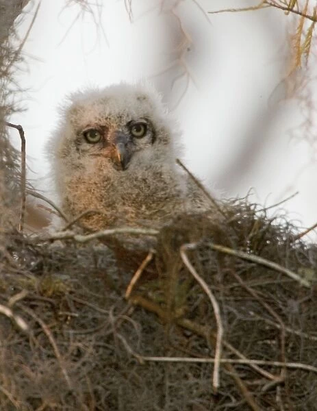 USA, Florida, Boynton Beach. A nesting great horned owl chick in the Loxahatchee