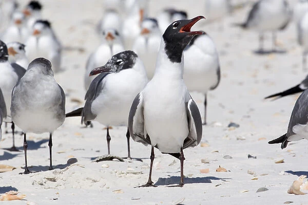 USA - Florida - breeding adult Laughing Gull on beach