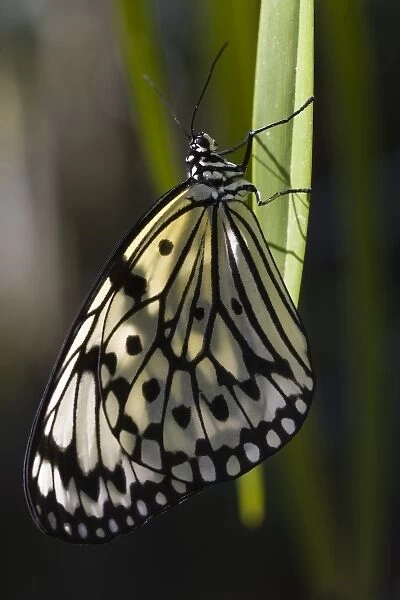 USA, Florida. Butterfly World. Rice Paper Butterfly