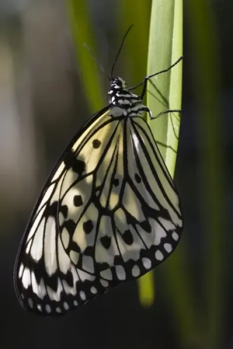 Framed Print : USA, Florida. Butterfly World. Rice Paper Butterfly