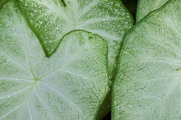 USA, Florida. Caladium leaves