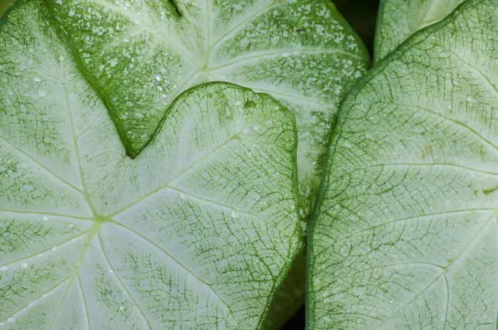 Framed Print : USA, Florida. Caladium leaves