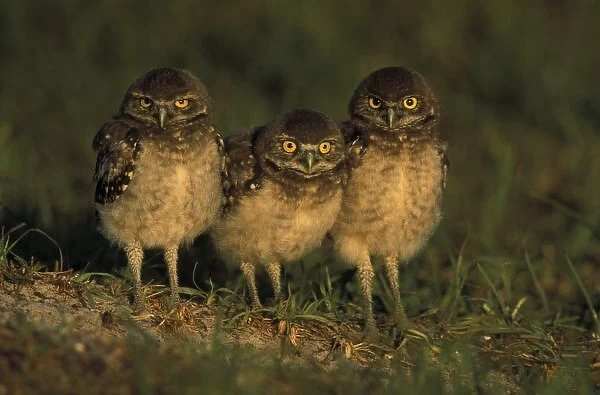 USA, Florida, Cape Coral. Three Burrowing Owls (Athene cunicularia)