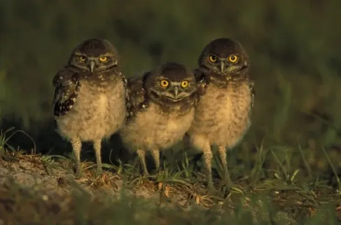 Framed Print : USA, Florida, Cape Coral. Three Burrowing Owls (Athene cunicularia)