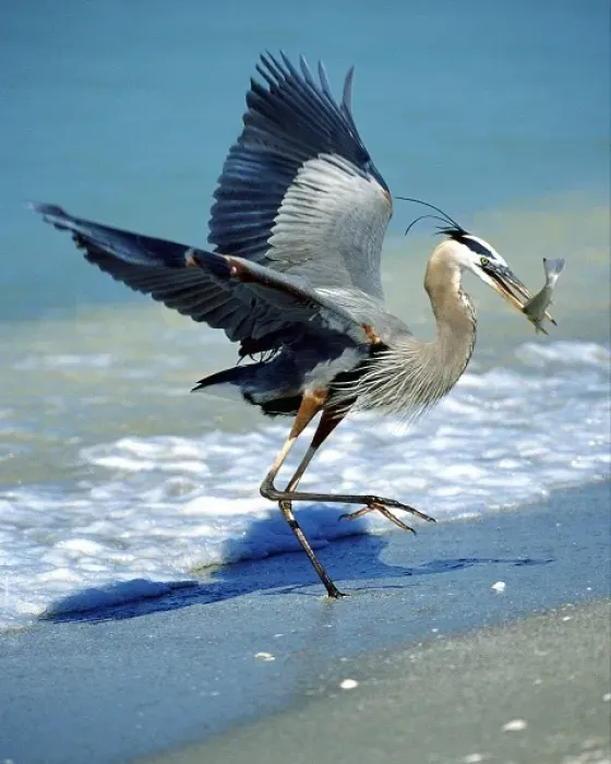 Framed Print : USA, Florida, Captiva Island. Great blue heron on beach catching fish Framed Print : USA, Florida, Captiva Island. Great blue heron on beach catching fish