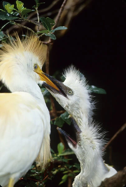 USA, Florida. Cattle egret feeds one of its two chicks