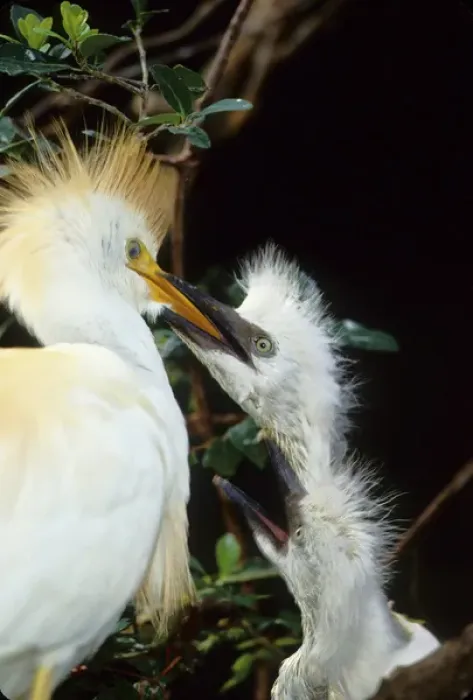 Framed Print : USA, Florida. Cattle egret feeds one of its two chicks