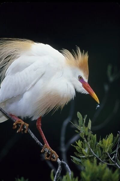 USA, Florida. Cattle egret on tree branch