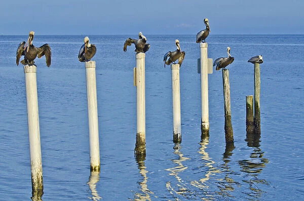 USA, Florida, Cedar Key, Brown Pelicans Perched on Post