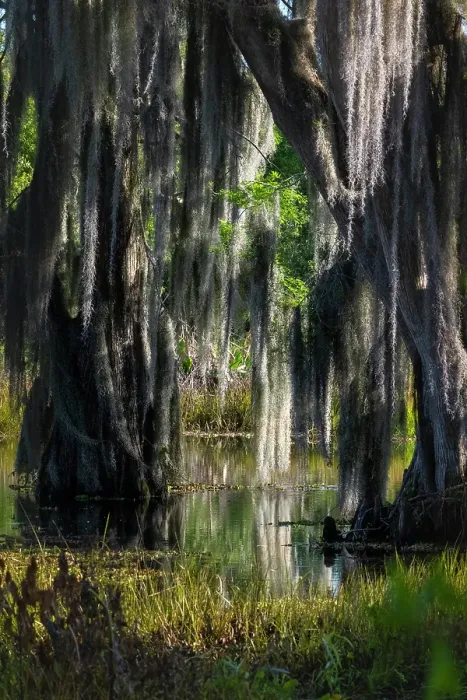 Framed Print : USA, Florida. Cedar trees with long moss hanging, standing in water with reflection Framed Print : USA, Florida. Cedar trees with long moss hanging, standing in water with reflection