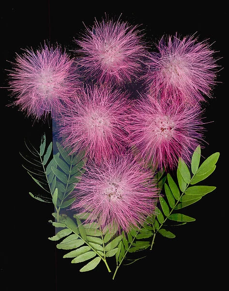 USA, Florida, Celebration. A bouquet of pink powderpuff flowers