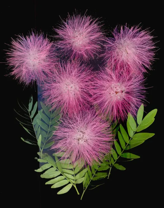 Framed Print : USA, Florida, Celebration. A bouquet of pink powderpuff flowers Framed Print : USA, Florida, Celebration. A bouquet of pink powderpuff flowers