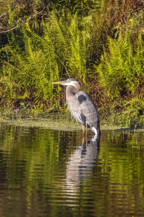 Framed Print : USA, Florida, Celebration. A grey heron enjoying the morning sun