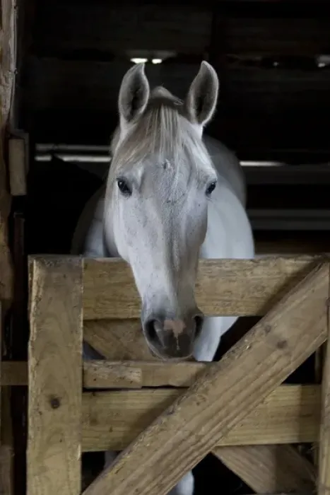 Framed Print : USA, Florida. Close-up of horse peering over gate. Credit as: Joanne Williams  /  Jaynes