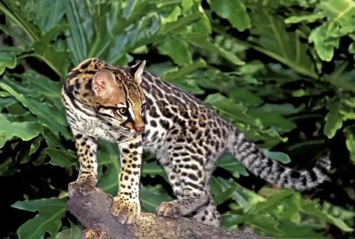 Framed Print : USA, Florida. Close-up of an ocelot cub on tree limb at Big Cat Rescue. (captive) Credit as Framed Print : USA, Florida. Close-up of an ocelot cub on tree limb at Big Cat Rescue. (captive) Credit as