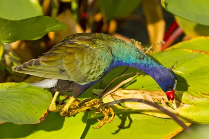 Framed Print : USA, Florida. Close-up of purple gallinule searching for food Framed Print : USA, Florida. Close-up of purple gallinule searching for food