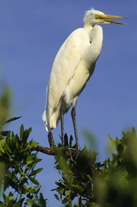Framed Print : USA, Florida, Common Egret