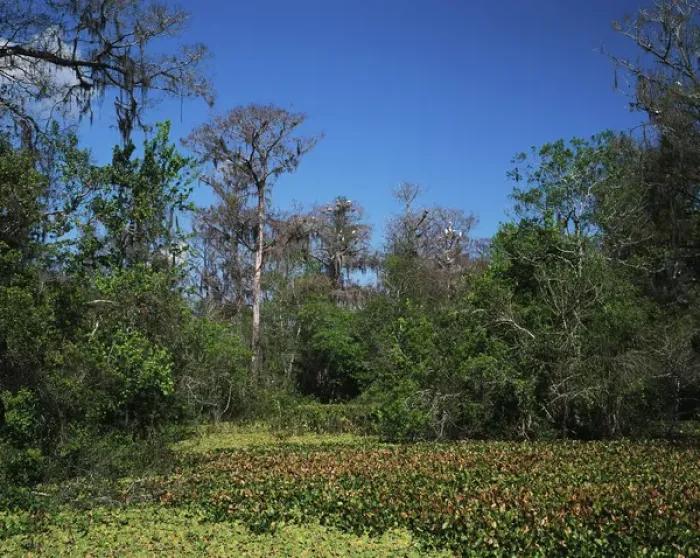 Framed Print : USA, Florida, Corckscrew Swamp Sanctuary, Cypress swamp with nesting wood with storks Framed Print : USA, Florida, Corckscrew Swamp Sanctuary, Cypress swamp with nesting wood with storks