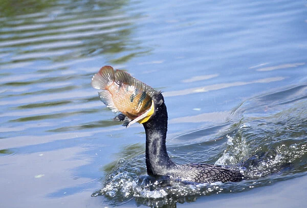 USA, Florida. Cormorant swallowing freshly caught fish