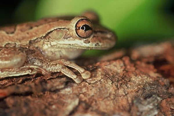 USA, Florida, Cuban Tree Frog