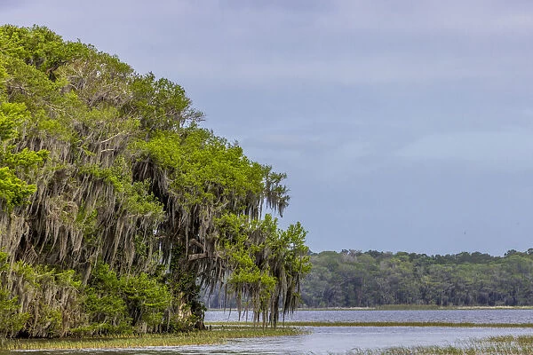 Usa, Florida. Cypress trees around Lochloosa Lake