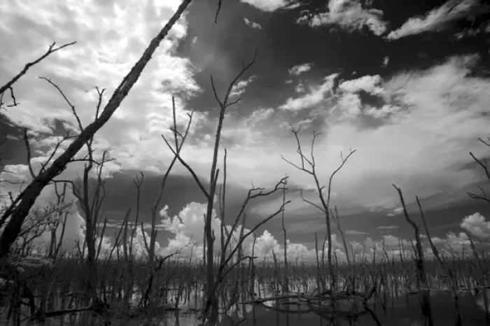Framed Print : USA, Florida, dead mangroves Framed Print : USA, Florida, dead mangroves