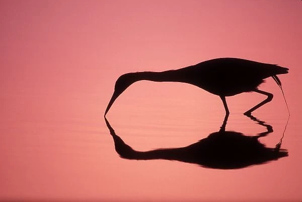 USA, Florida, Ding Darling National Wildlife Refuge. Mirror silhouette of little
