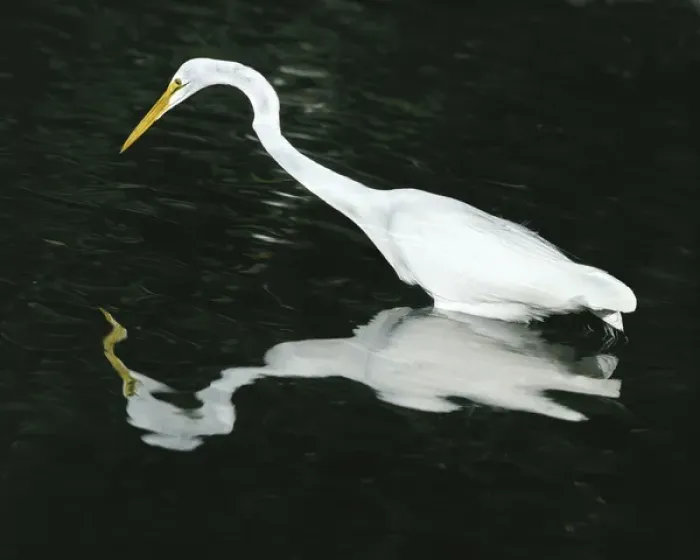 Framed Print : USA, Florida, Ding Darling National Wildlife Refuge