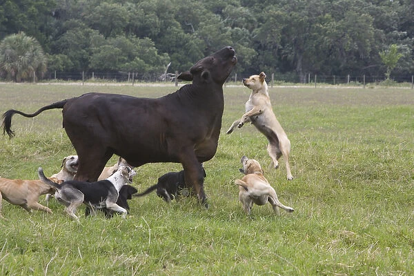 USA, Florida. Dogs trained to herd cattle confront stray cow. Credit as: Joanne Williams
