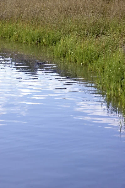 USA; Florida; Edgewater; Edgewater Landing; grasses along Indian River