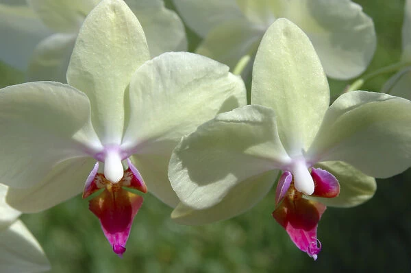 USA; Florida; Edgewater; Edgewater Landing; close-up of white orchid, Thalaenopsis