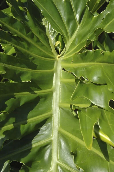 USA; Florida; Edgewater; Edgewater Landing; close-up of Philodendron Selloum leaf