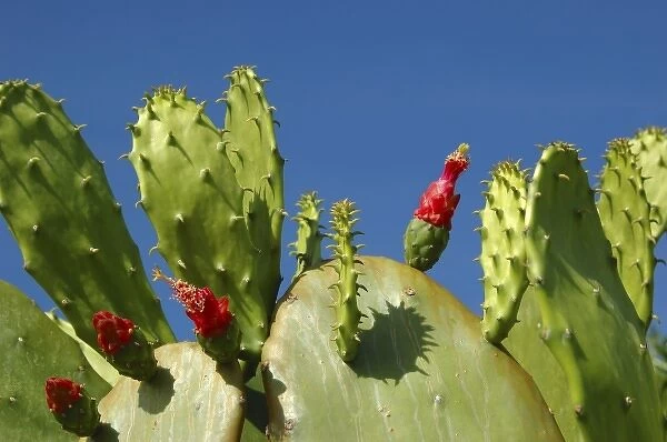 USA; Florida; Edgewater; Edgewater Landing; close-up of Prickly Pear cactus
