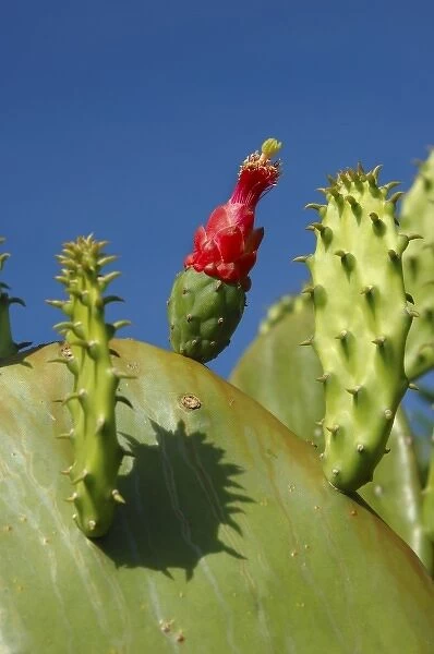 USA; Florida; Edgewater; Edgewater Landing; close-up of Prickly Pear cactus