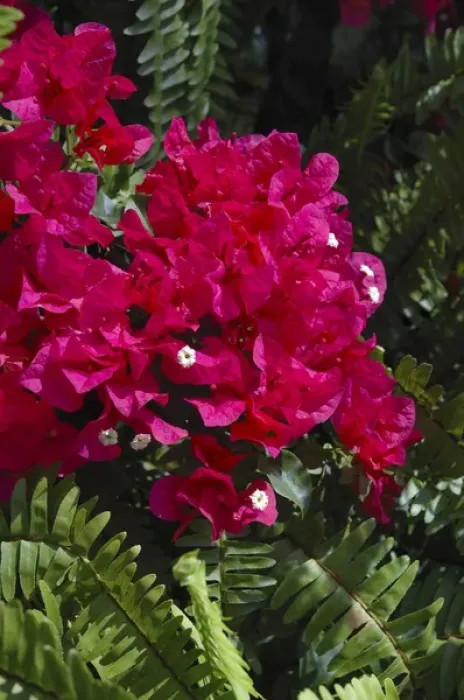 Framed Print : USA; Florida; Edgewater; Edgewater Landing; close-up of bougainvillea